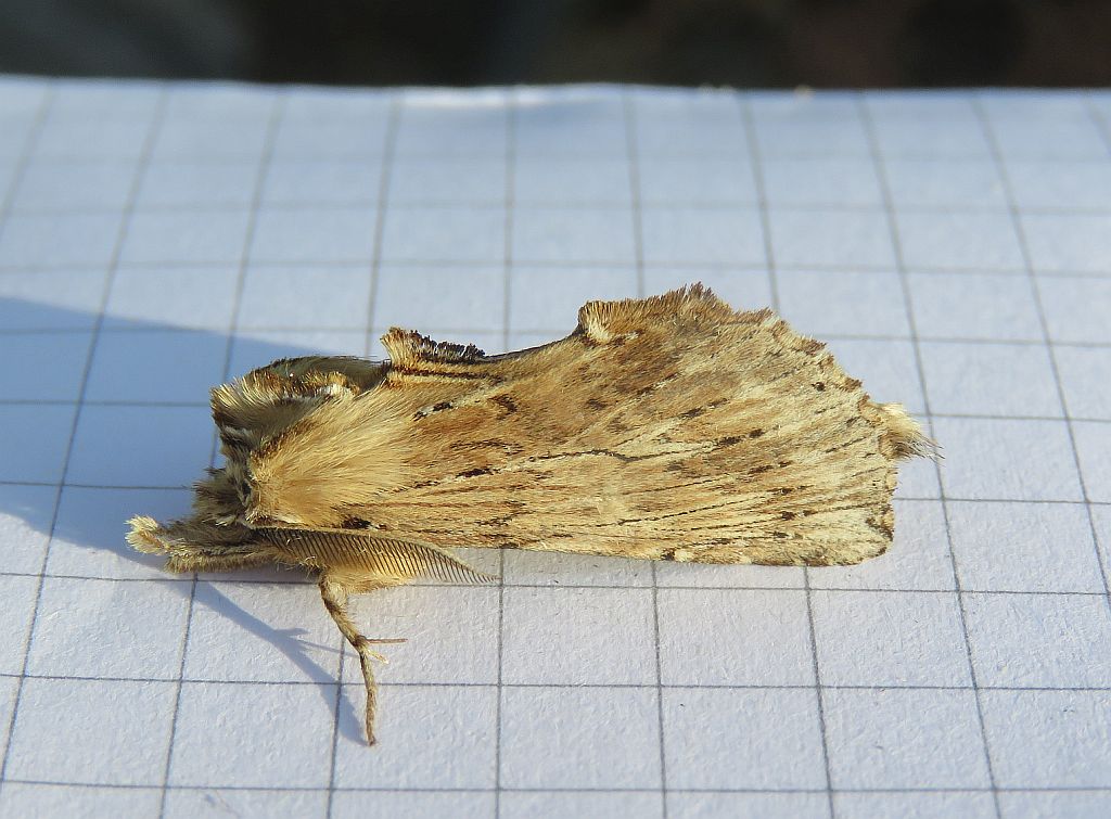  Pale Prominent 